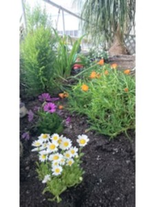 I006379757_349-262　キチジョウジ４